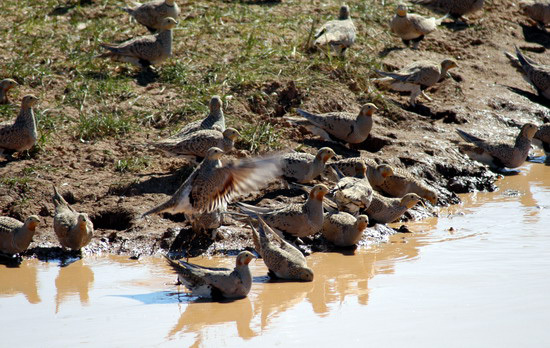 pallas_sandgrouse7