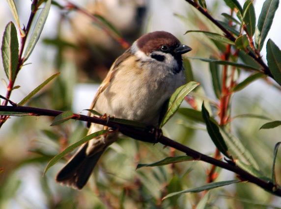 passermontanus12