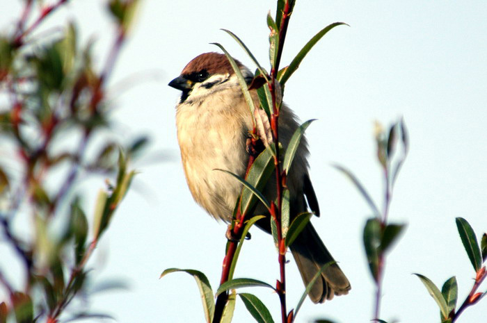 Passeriformes