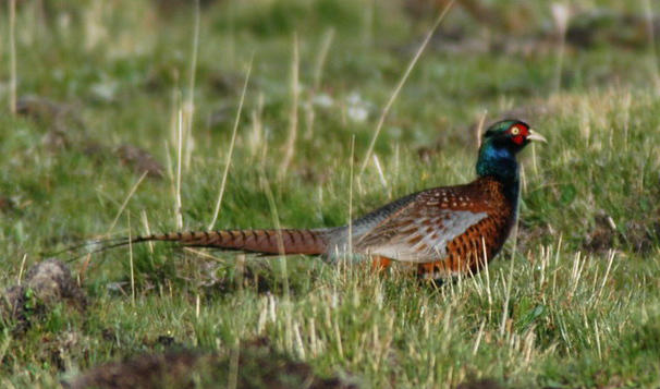 Galliformes