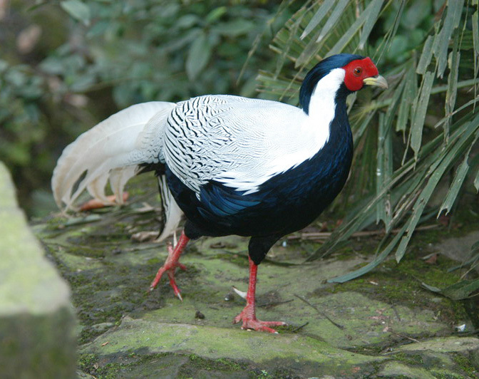 Galliformes