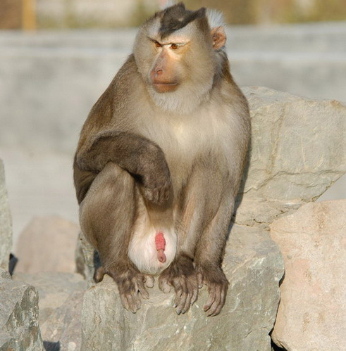 Macaca