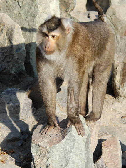 Macaca nemestrina