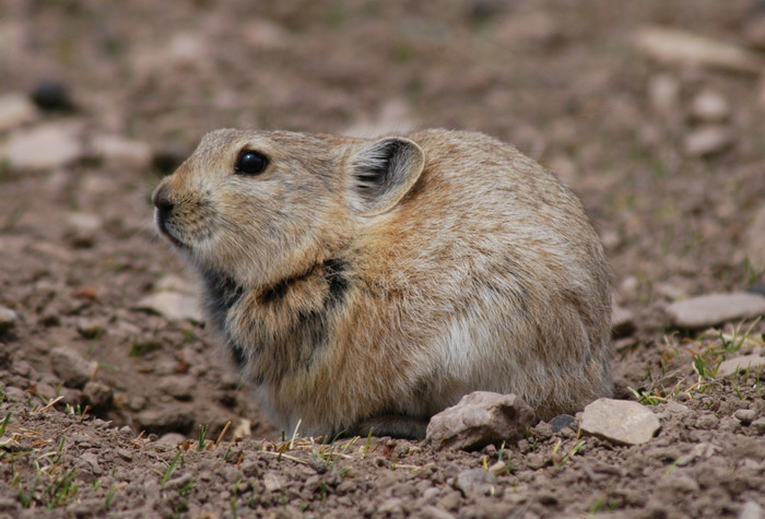 pika