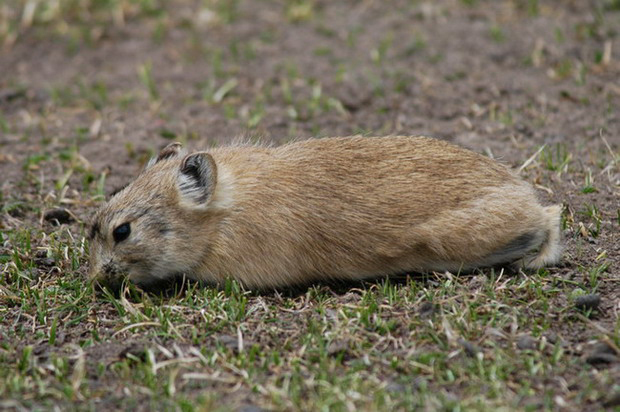 Ochotona curzoniae