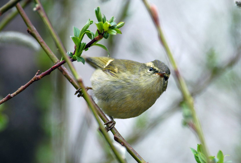 Phylloscopus pulcher