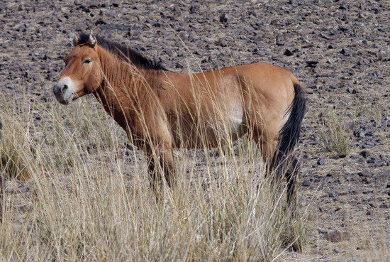 Equus caballus przewalskii