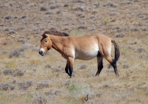 Equus caballus