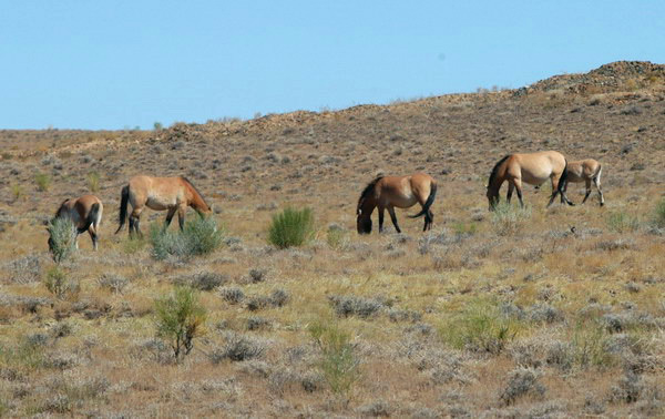 Equus caballus