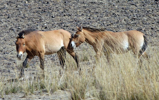 Equus caballus