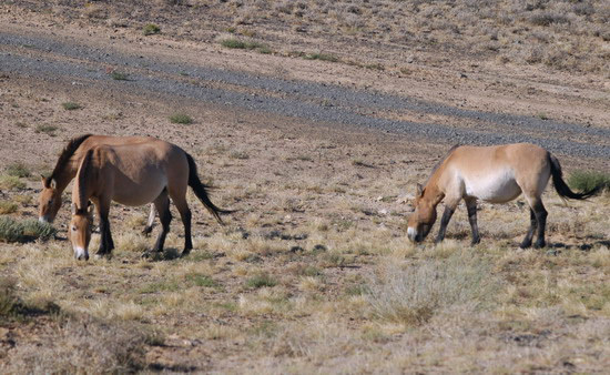 Equus caballus