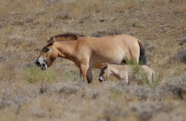 Equus caballus przewalskii