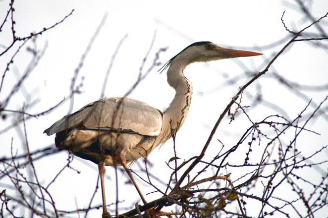 Ardea purpurea