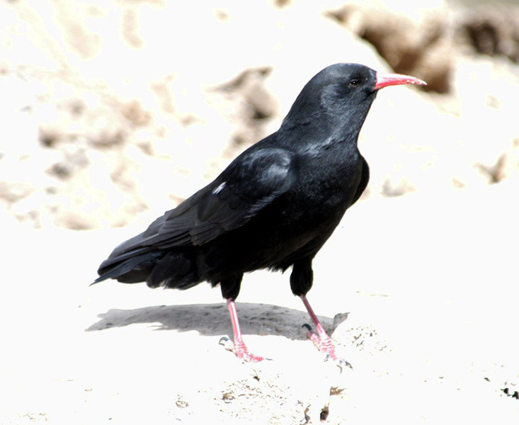 Pyrrhocorax