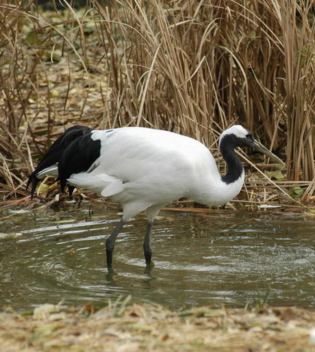 Grus japonensis