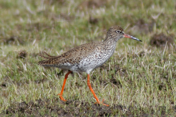 redshank1