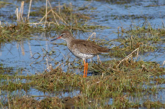 redshank2