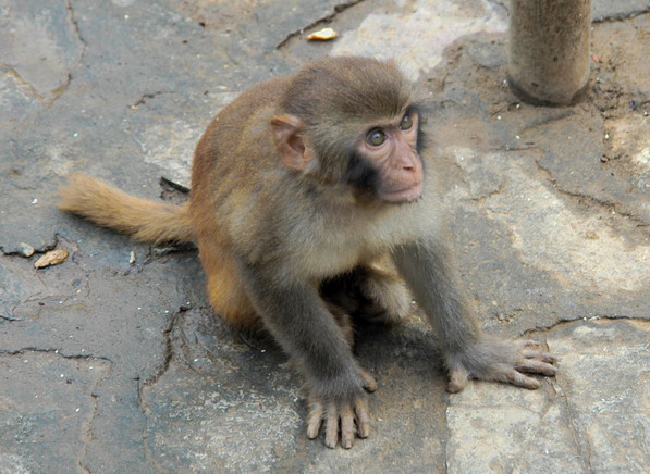 rhesus22