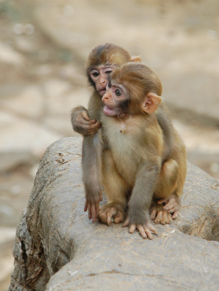 rhesus28