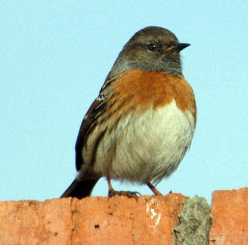 Photo of Prunella rubeculoides