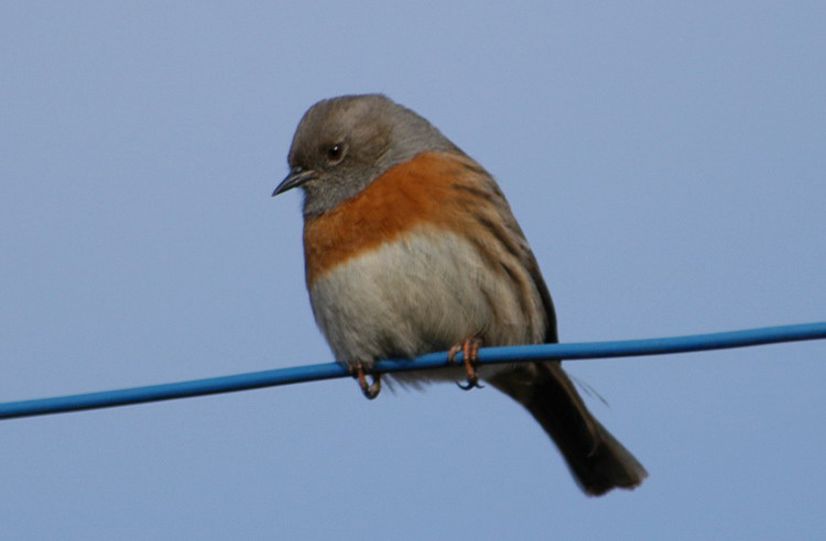 robinaccentor3