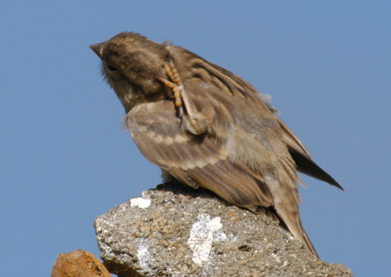 Petronia petronia