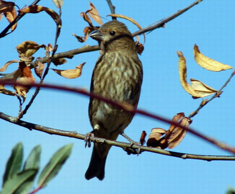 Carpodacus