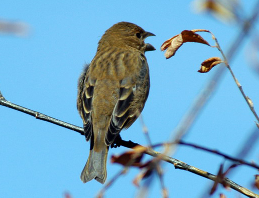 Passeriformes