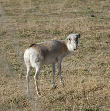 Artiodactyla