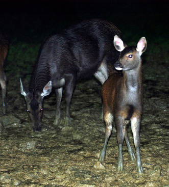 Rusa unicolor