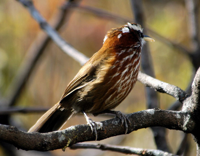 Pomatorhinus ruficollis