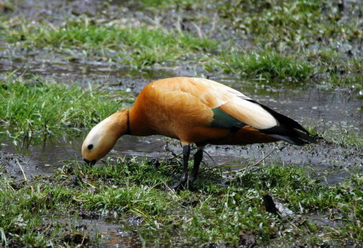 shelduck4