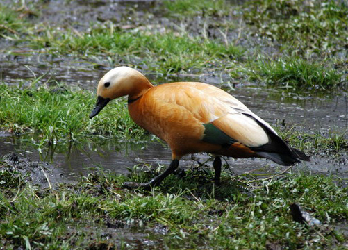 shelduck7