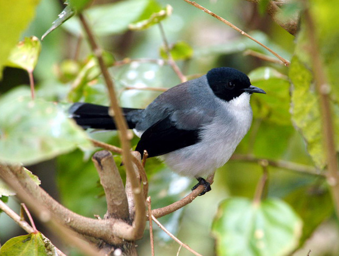 Heterophasia melanoleuca