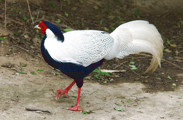 silverpheasant1