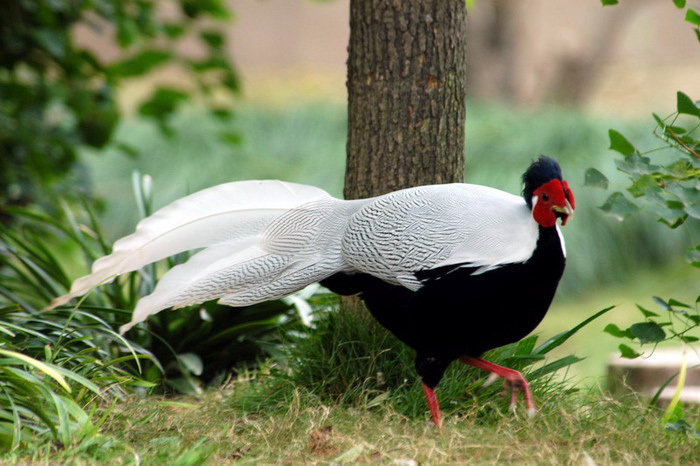 Galliformes