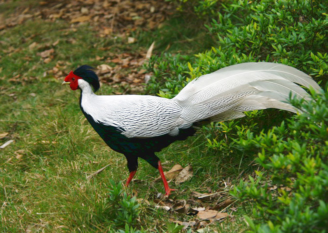 Galliformes