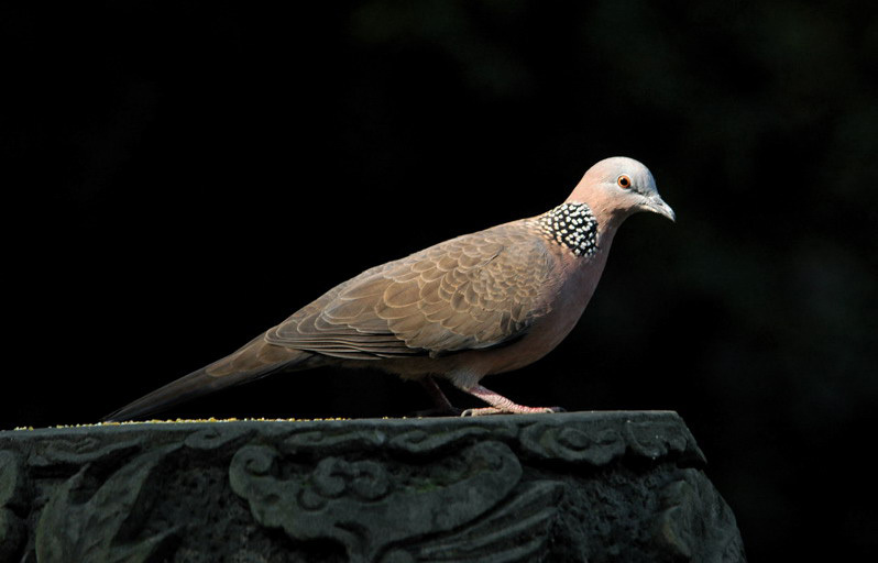 Streptopelia