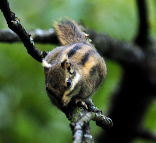 Photo of Tamiops swinhoei