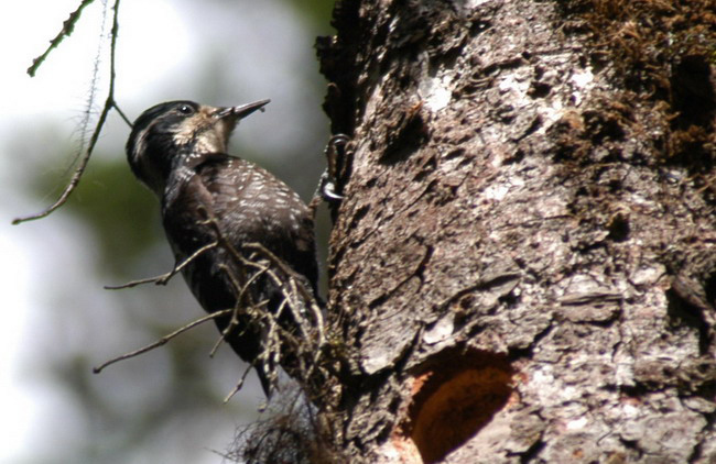 Piciformes