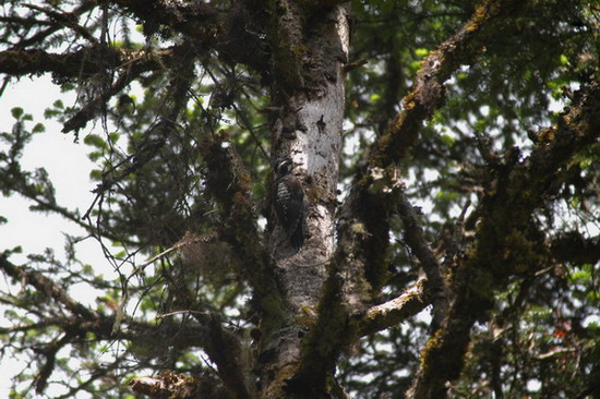 threetoedwoodpecker4