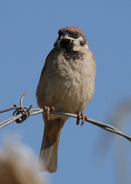 Passeriformes