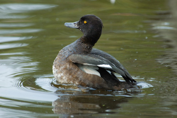 tuftedduck2