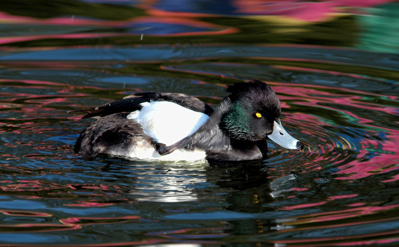 tuftedduck4