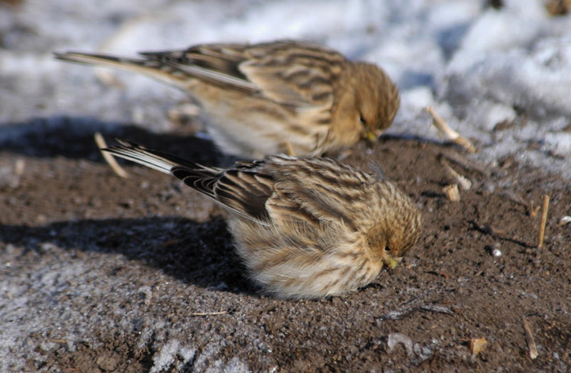 Passeriformes