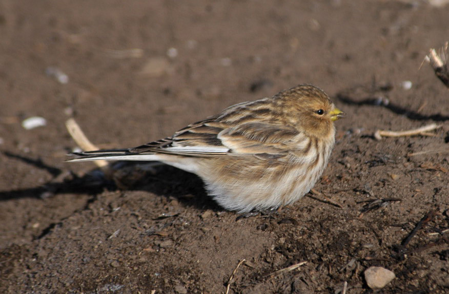 Passeriformes