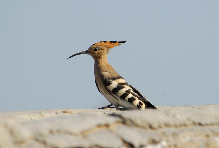 Coraciiformes