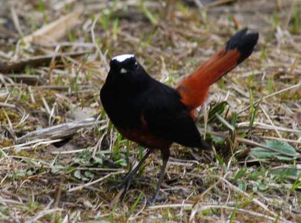 water_redstart3