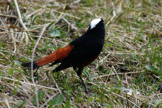 water_redstart4