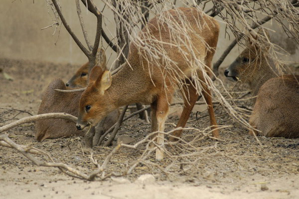 waterdeer2